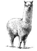 Huacaya